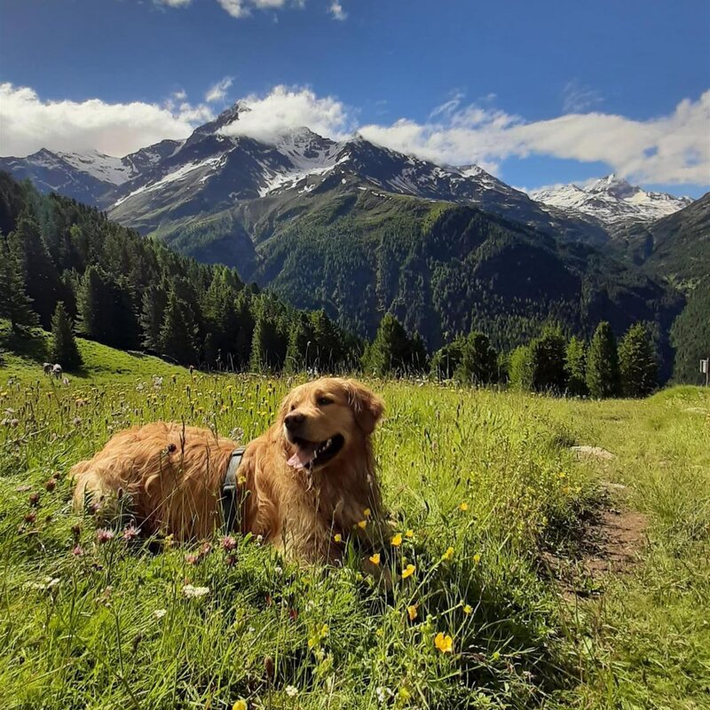 Per gli Animali